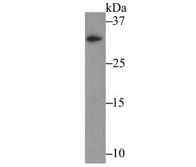 Western Blot: IL-31 Antibody (8-C3) [NBP2-80396]