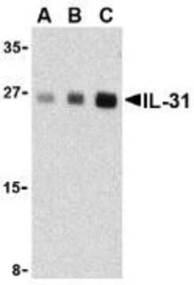 Western Blot: IL-31 AntibodyBSA Free [NBP1-76419]