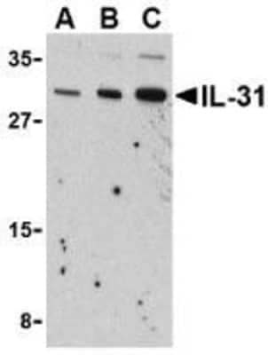 Western Blot: IL-31 AntibodyBSA Free [NBP1-77256]