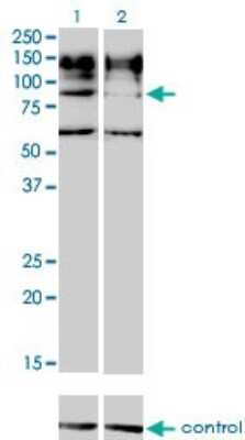 Western Blot: IL-31RA Antibody (3A10) [H00133396-M01]