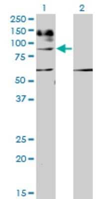 Western Blot: IL-31RA Antibody (3A10) [H00133396-M01]