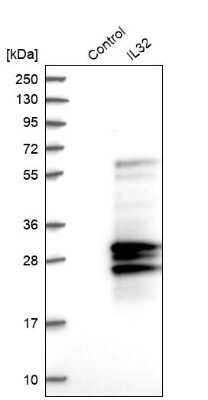 Western Blot: IL-32 Antibody [NBP1-82560]