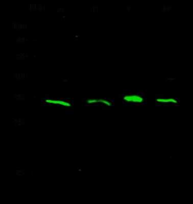 Western Blot: IL-32 Antibody [NBP2-95285]