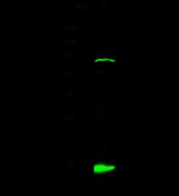 Western Blot: IL-32 Antibody [NBP2-99689]