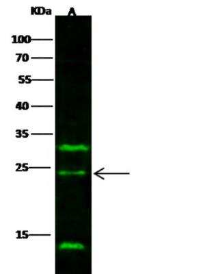 Western Blot: IL-32 alpha Antibody (12) [NBP3-06577]