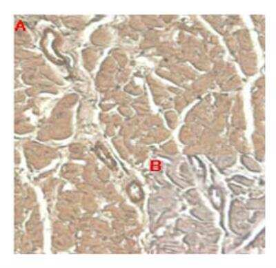 Immunohistochemistry: IL-33 Antibody (IL33305B) - Azide and BSA Free [NBP3-11681]