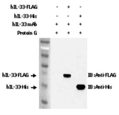 Immunoprecipitation: IL-33 Antibody (IL33305B) - Azide and BSA Free [NBP3-11681]