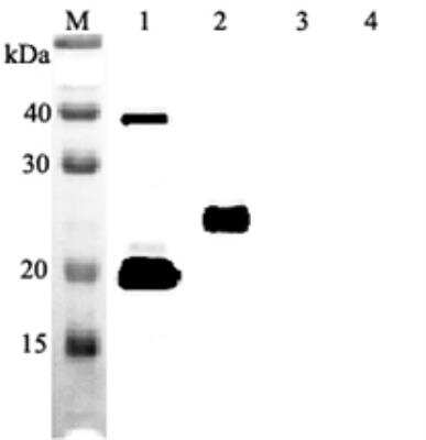 Western Blot: IL-33 Antibody (IL33305B)Azide and BSA Free [NBP3-11681]