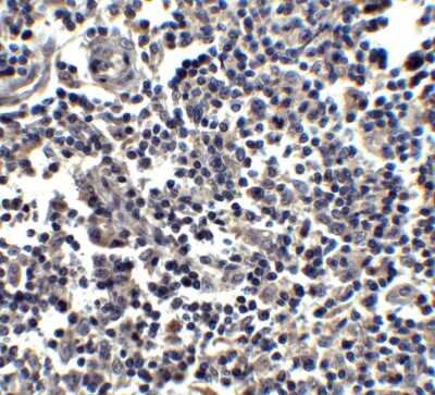 Immunohistochemistry-Paraffin: IL-33 Antibody - BSA Free [NBP1-76394]