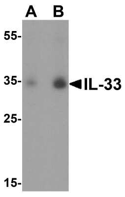 Western Blot: IL-33 AntibodyBSA Free [NBP1-76394]