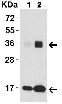 Western Blot: IL-33 AntibodyBSA Free [NBP1-76394]