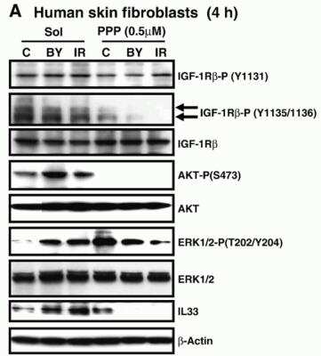 Western Blot: IL-33 AntibodyBSA Free [NBP1-76394]