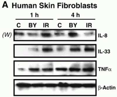 Western Blot: IL-33 AntibodyBSA Free [NBP1-76394]