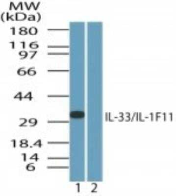 Western Blot: IL-33 Antibody [NBP2-24858]