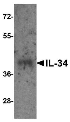 Western Blot: IL-34 AntibodyBSA Free [NBP1-76356]