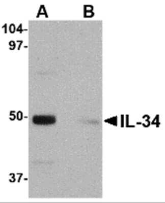 Western Blot: IL-34 AntibodyBSA Free [NBP1-76356]