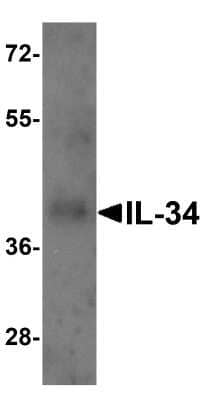 Western Blot: IL-34 AntibodyBSA Free [NBP1-76357]