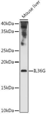 Western Blot: IL-36 gamma/IL-1F9 AntibodyAzide and BSA Free [NBP3-03323]