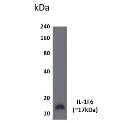 Western Blot: IL-36 alpha/IL-1F6 Antibody (MM0385-3C55)Azide and BSA Free [NBP2-11685]