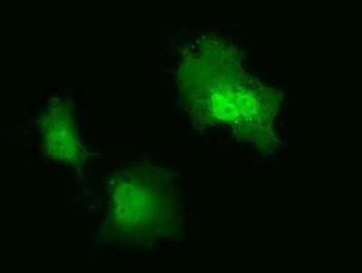 Immunocytochemistry/ Immunofluorescence: IL-36 alpha/IL-1F6 Antibody (OTI1A4) - Azide and BSA Free [NBP2-71834]