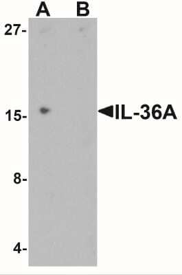 Western Blot: IL-36 alpha/IL-1F6 AntibodyBSA Free [NBP2-41238]