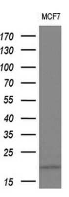 Western Blot: IL-36 gamma/IL-1F9 Antibody (OTI2F4)Azide and BSA Free [NBP2-72055]