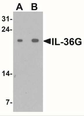 Western Blot: IL-36 gamma/IL-1F9 AntibodyBSA Free [NBP2-41240]