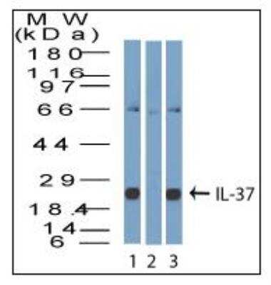 Western Blot: IL-37/IL-1F7 Antibody [NBP2-27200]