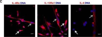 Immunocytochemistry/ Immunofluorescence: IL-4 Antibody (BVD4-1D11) - BSA Free [NB100-64798]