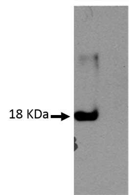 Western Blot: IL-4 Antibody (V17P1B4*B12)BSA Free [NBP2-61126]