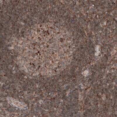 Immunohistochemistry-Paraffin: IL-4I1 Antibody (CL9071) [NBP2-88929]