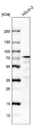 Western Blot: IL-4I1 Antibody (CL9071) [NBP2-88929]