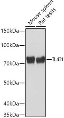 Western Blot: IL-4I1 AntibodyAzide and BSA Free [NBP3-03586]