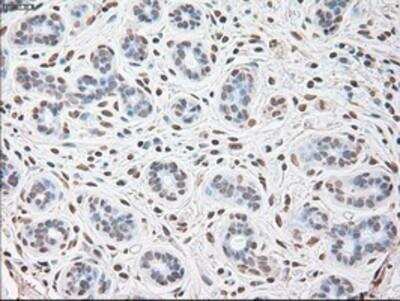 Immunohistochemistry-Paraffin: IL-6 Antibody (OTI3G9) [NBP1-47810]