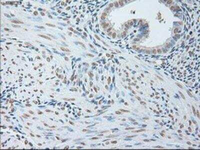 Immunohistochemistry-Paraffin: IL-6 Antibody (OTI3G9) [NBP1-47810]