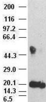 Western Blot: IL-6 Antibody (OTI3G9)Azide and BSA Free [NBP2-71027]