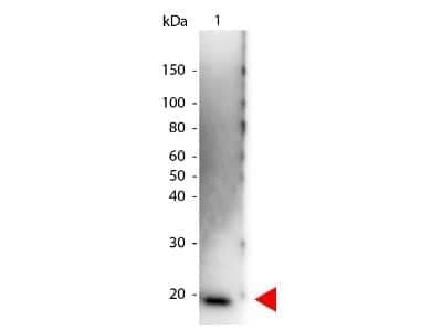 Western Blot: IL-6 Antibody [NB600-1131]