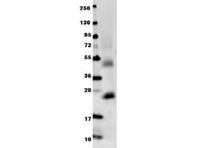 Western Blot: IL-6 Antibody [NBP1-77894]