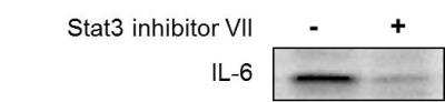 Western Blot: IL-6 Antibody [NBP2-16957]