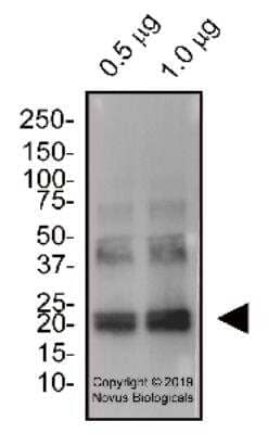 Western Blot: IL-6 AntibodyBSA Free [NBP2-78132]