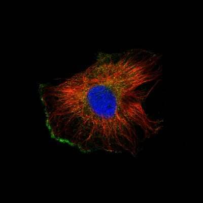 Immunocytochemistry/ Immunofluorescence: IL-7 Antibody (CL11132) [NBP3-07998]