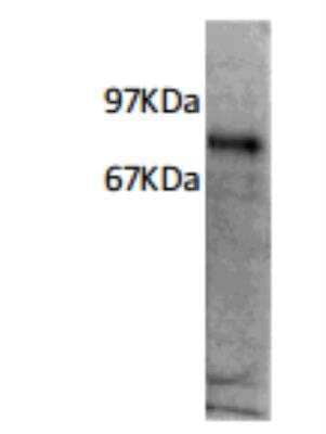 Immunoprecipitation: IL-7R alpha/CD127 Antibody (R34-34) [DDX0700P-100]
