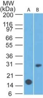 Western Blot: IL-7R alpha/CD127 Antibody (22F3D9)Azide and BSA Free [NBP2-80812]