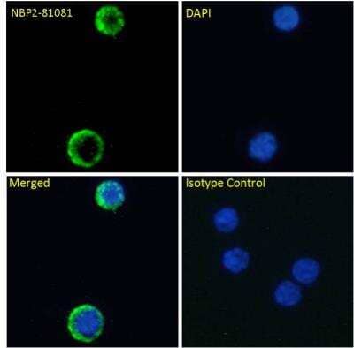 Immunocytochemistry/ Immunofluorescence: IL-7R alpha/CD127 Antibody (YIL7R323) - Chimeric - Azide and BSA Free [NBP2-81081]