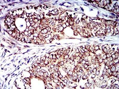 Immunohistochemistry-Paraffin: IL-9R Antibody (4A11H2) - BSA Free [NBP2-61701]