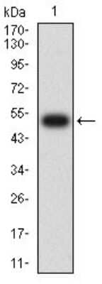 Western Blot: IL-9R Antibody (4A11H2)BSA Free [NBP2-61701]