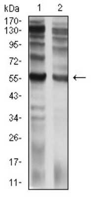 Western Blot: IL-9R Antibody (4A11H2)BSA Free [NBP2-61701]