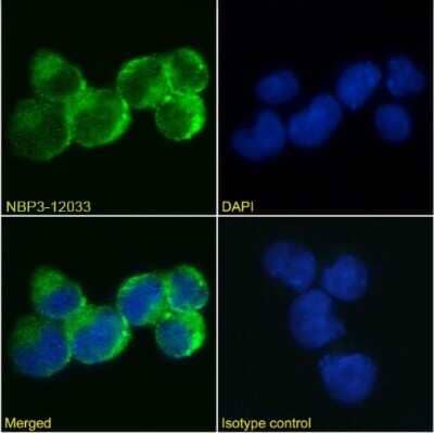 Immunocytochemistry/ Immunofluorescence: IL-9R Antibody (AH9R2) - Chimeric - Azide and BSA Free [NBP3-12033]