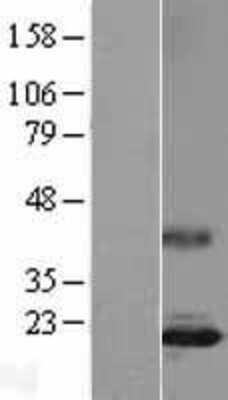 Western Blot: IL-17/IL-17A Overexpression Lysate [NBL1-11912]