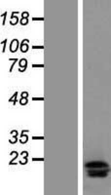 Western Blot: IL-17F Overexpression Lysate [NBL1-11914]